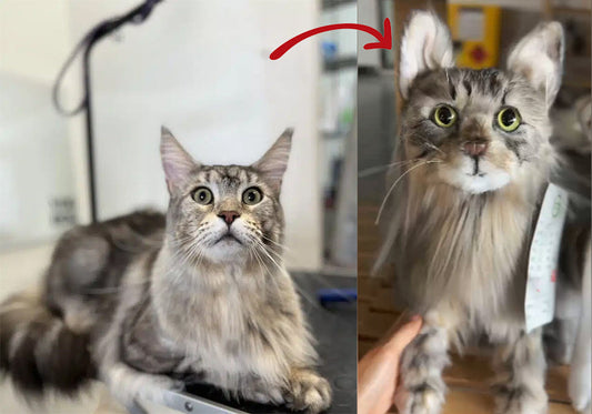 A Special Tribute to Luna: Stuffed Animals That Look Like Your Pet