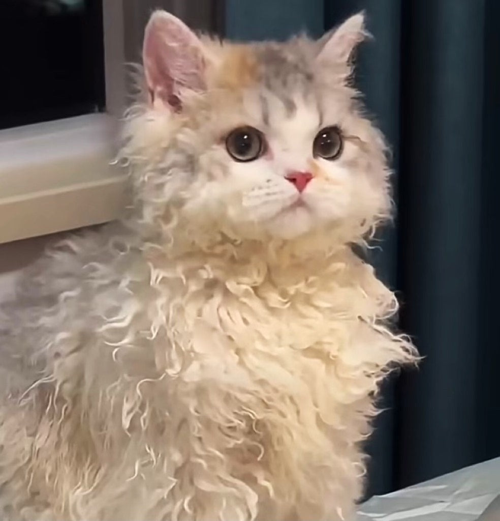 pet leather key chain