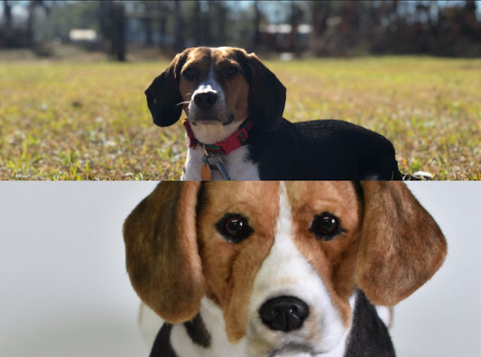 Stuffed Animals That Look Like Your Pet