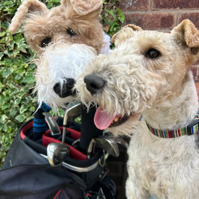 custom golf club covers dog