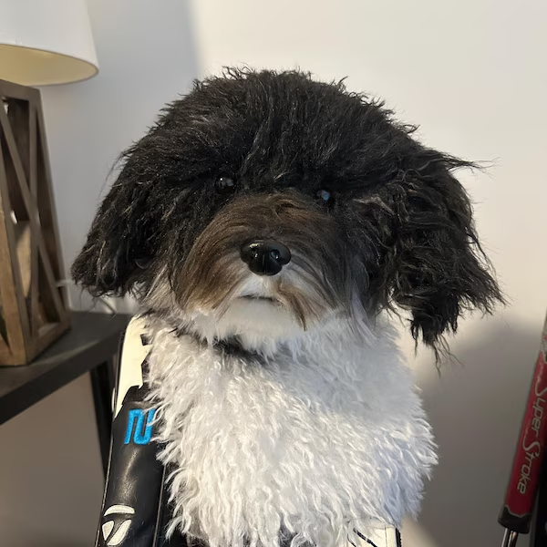 dog_golf_head_covers2
